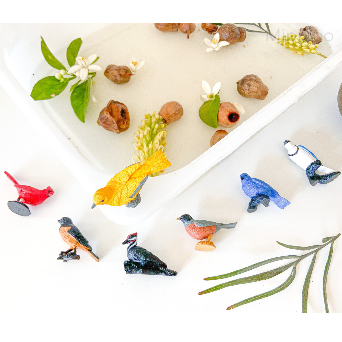 Safari Ltd Backyard Birds Toob 678304