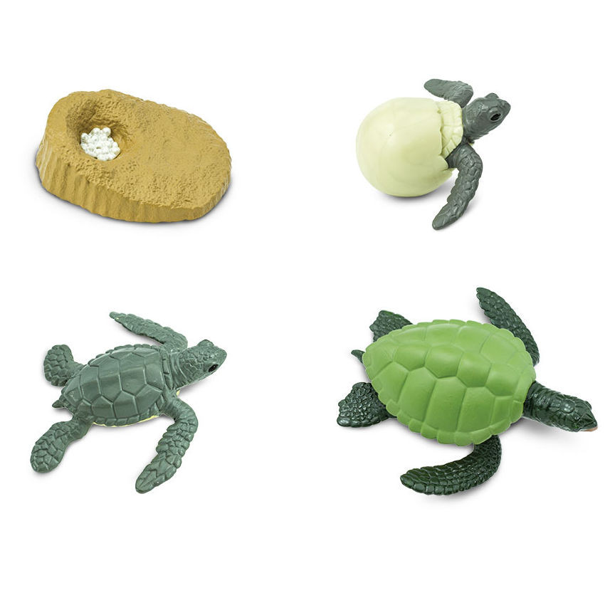 Safari Ltd Life Cycle of a Green Sea Turtle 662316