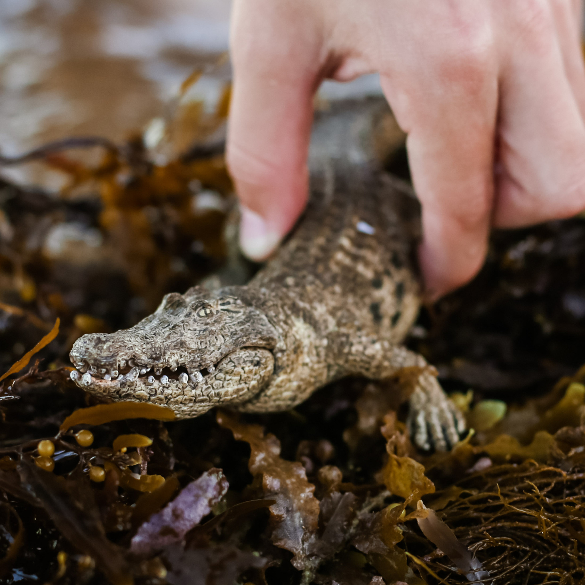 schleich alligator