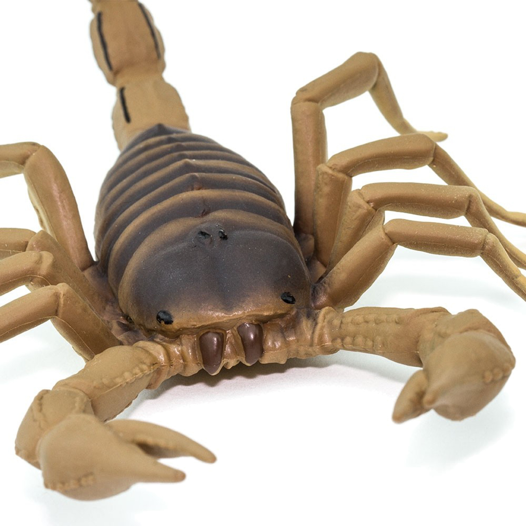 Safari Ltd Scorpion Incredible Creatures Safari Ltd Scorpion Incredible Creatures