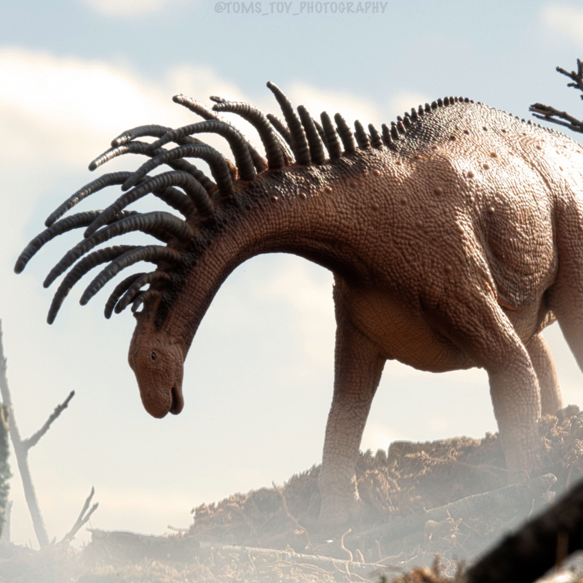 CollectA Deluxe Bajadasaurus Pronuspinax 88883