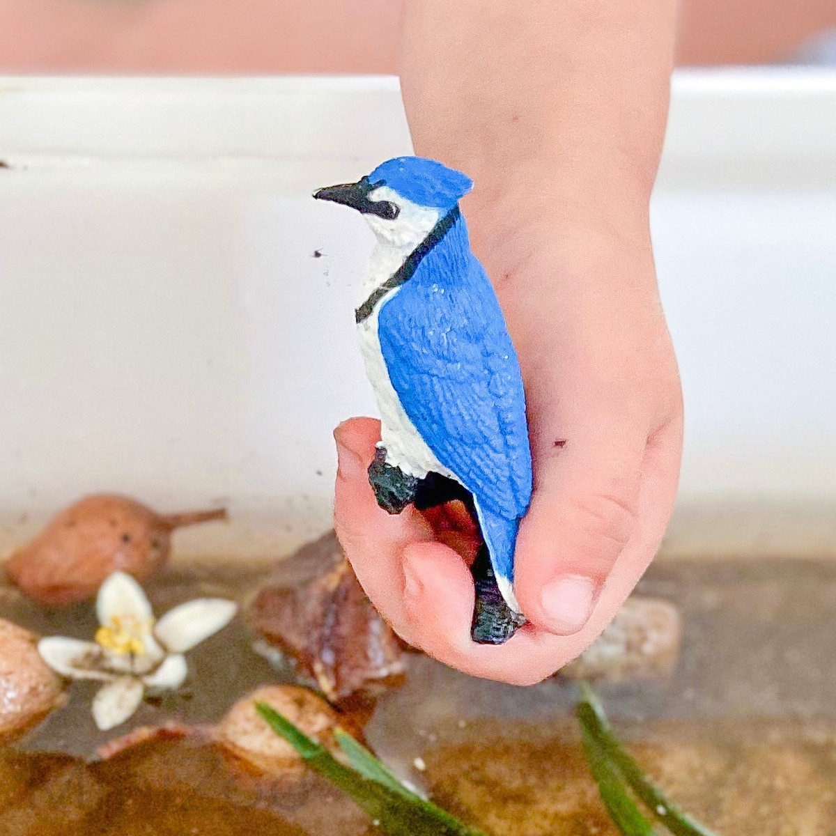 Safari Ltd Backyard Birds Toob 678304