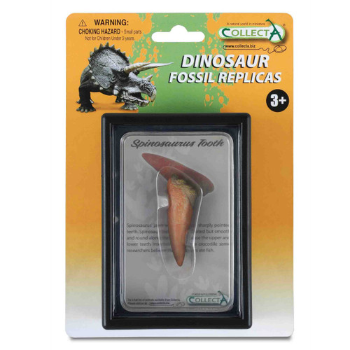 CollectA Tooth of Spinosaurus