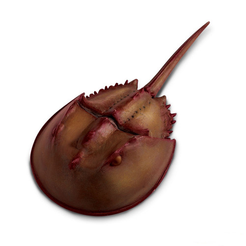 Safari Ltd Horseshoe Crab IC