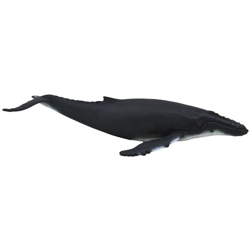 Mojo Humpback Whale