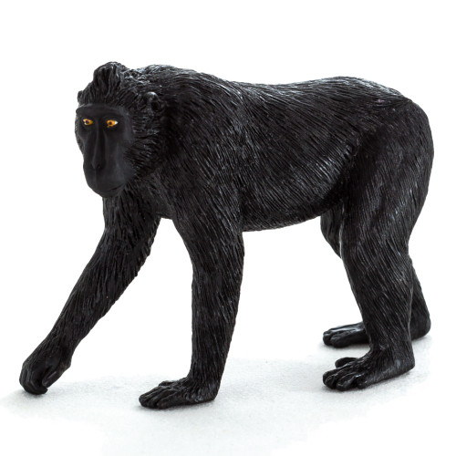 Mojo Black Crested Macaque