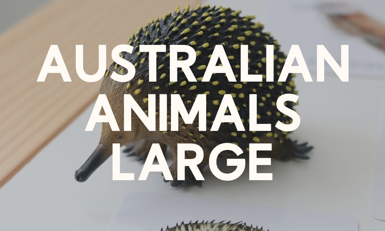 Animals of Australia - Large