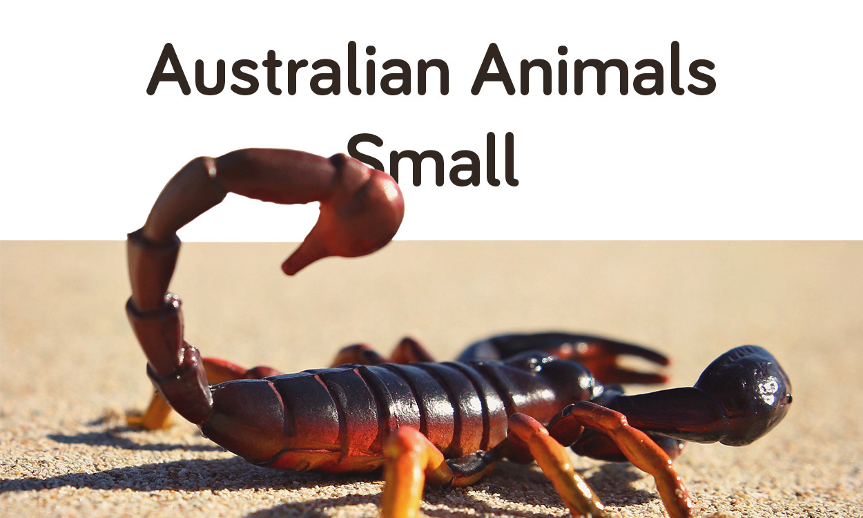 Animals of Australia - Small