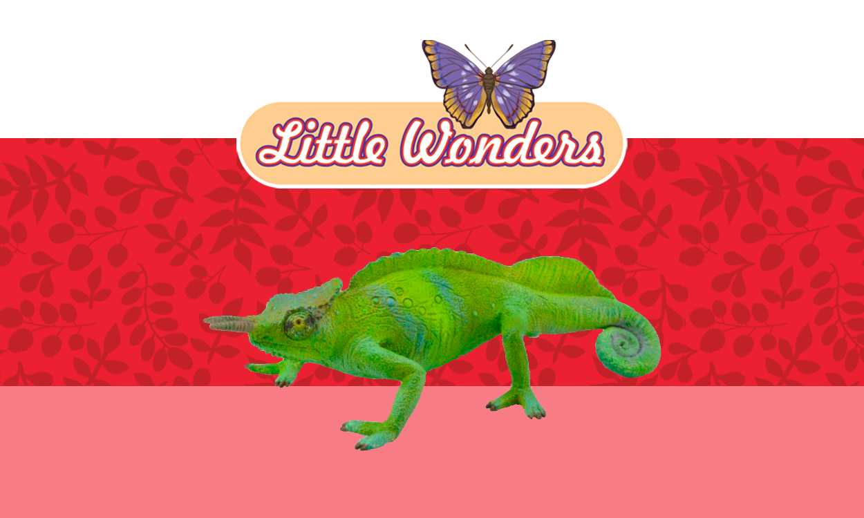 Little Wonders