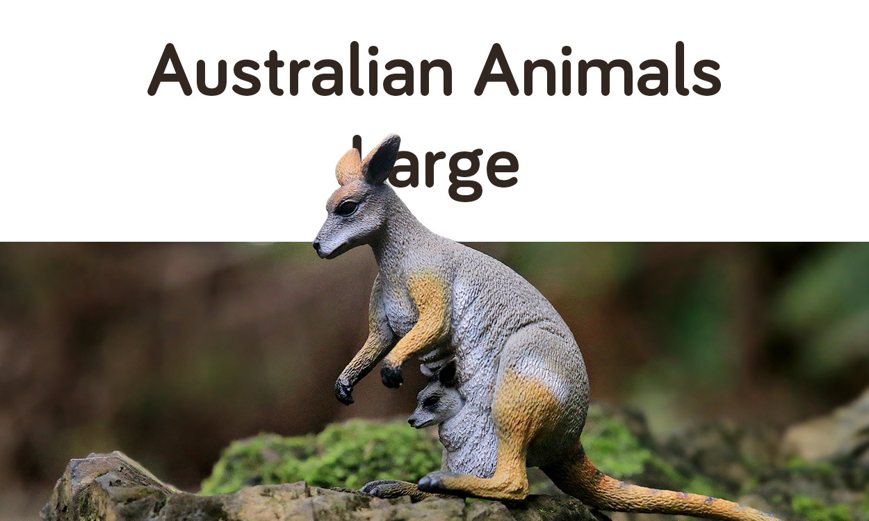 Animals of Australia - Large