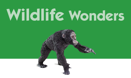 Wildlife Wonders