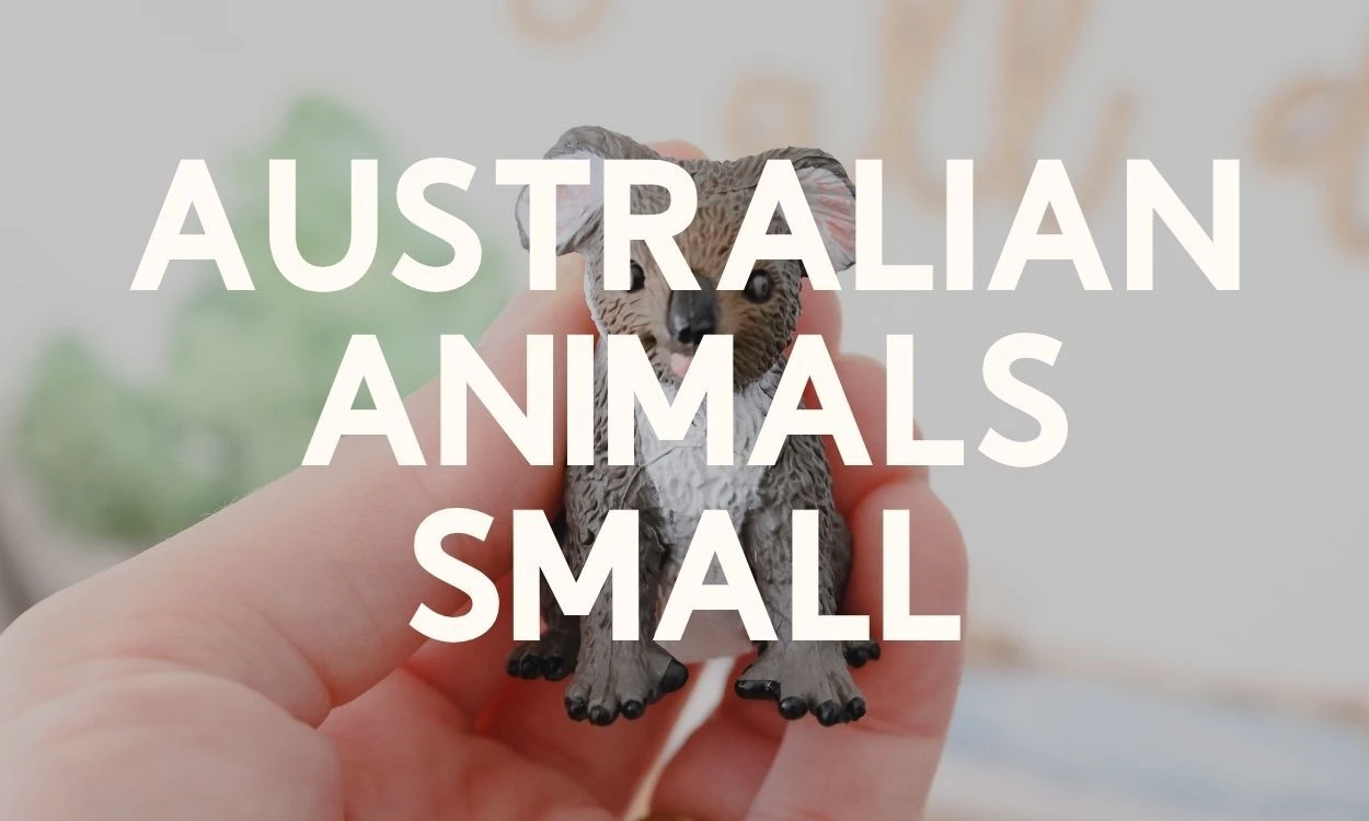 Animals of Australia - Small