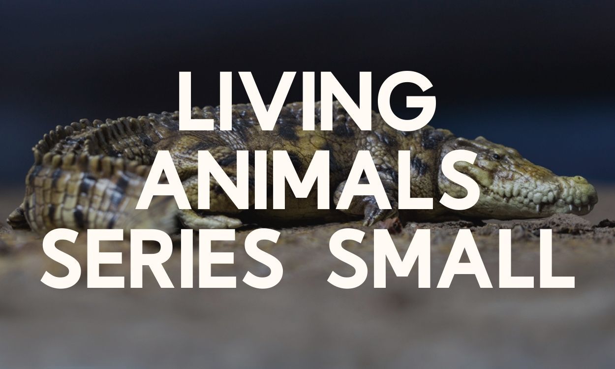 Living Animal Small Model Series