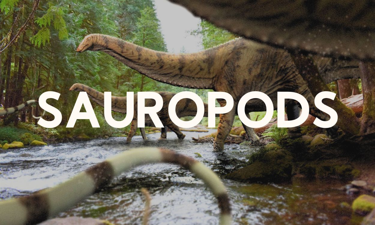 Sauropods