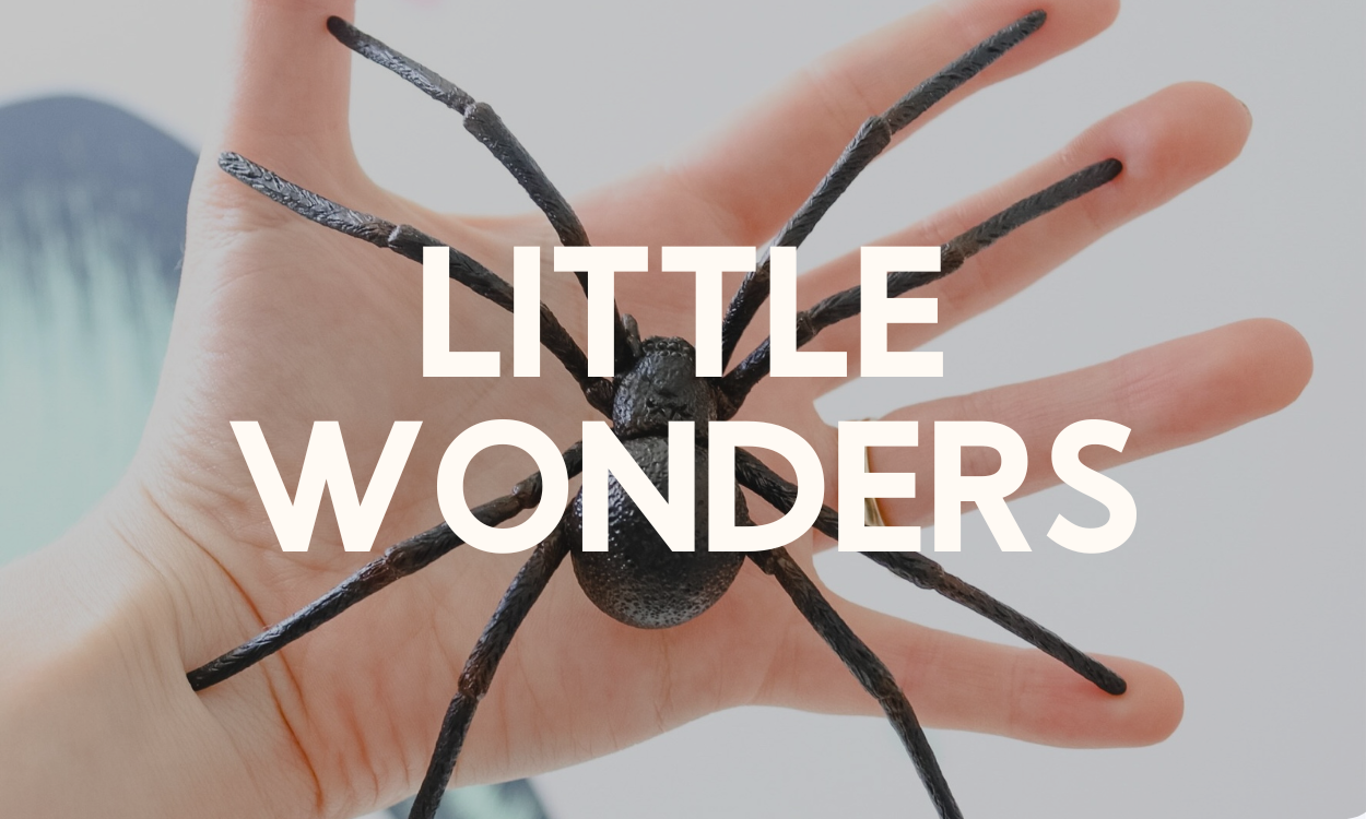 Little Wonders