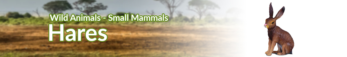 Wild Animals Hares banner - Click here to go back to Wild Animals