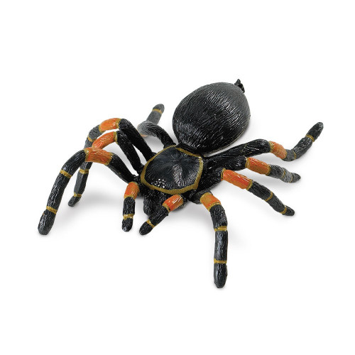 Safari_Orange_Kneed_Tarantula_
