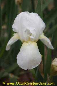 Alaska IB Iris Alaska IB Iris