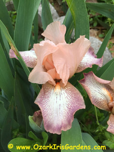 Dainty Design SDB Iris