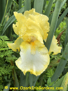Limelighter TB Iris