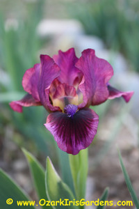 Pumpin’ Iron SDB Iris