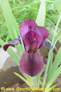 Little Edenite SDB Iris Little Edenite SDB Iris