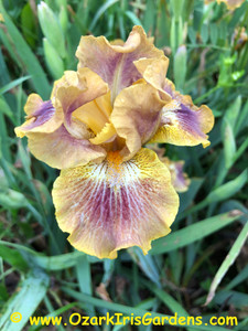 Touch of Tuscany IB Iris