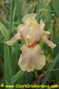 Buckskin Babe TB Iris Buckskin Babe TB Iris