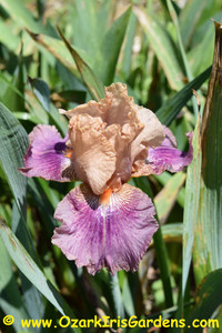 Double Exposure TB Iris Double Exposure TB Iris