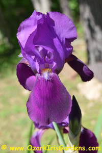 Indian Hills TB Iris