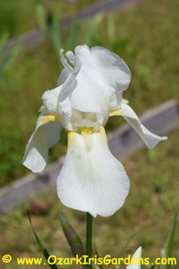 Matterhorn TB Iris Matterhorn TB Iris