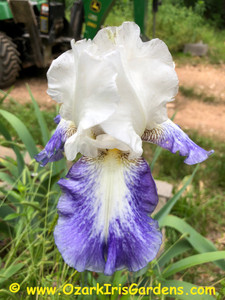 Can’t Touch This TB Iris