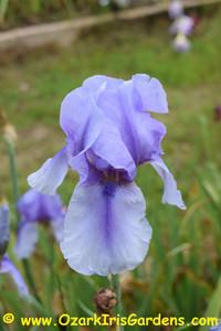 On Line TB Iris On Line TB Iris