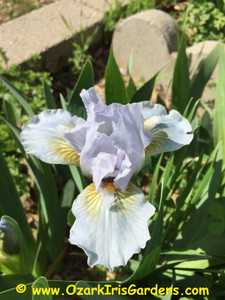 Dewy Fresh SDB Iris