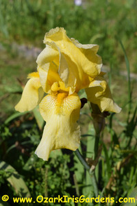 Golden Delight TB Iris