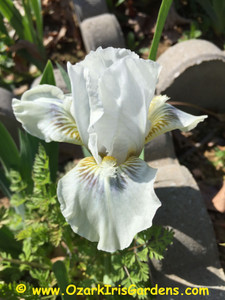 Heavenly Spirit SDB Iris