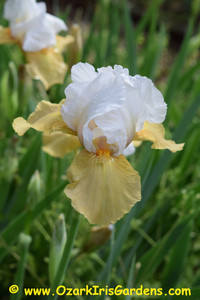 Champagne Encore IB Iris