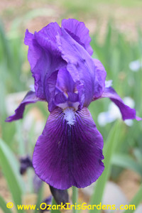 Eleanor Roosevelt IB Iris Eleanor Roosevelt IB Iris