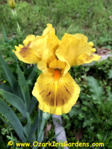 Finsterwald IB Iris