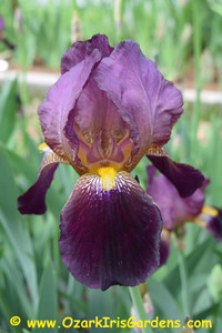 MME Henri Cayeux TB Iris