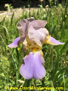 Quaker Lady TB Iris