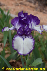 Rare Edition IB Iris