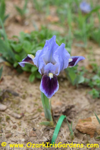 Grandma’s Hat MDB Iris