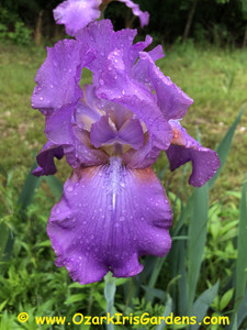 Raspberry Frills TB Iris