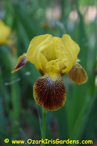 Sans Souci MTB Iris Sans Souci MTB Iris