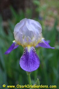 Squalens TB Iris