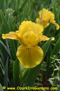 Butterscotch Carpet SDB Iris Butterscotch Carpet SDB Iris