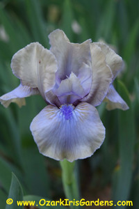 Pilgrim’s Choice SDB Iris