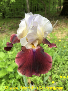 Lilac Wine TB Iris Lilac Wine TB Iris