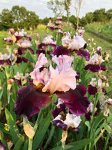 Bloom Season Splendor